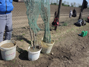 Potapanje sadnog materijala (Potopiti koren sadnice u 2% rastvora Slavol VVL-a.