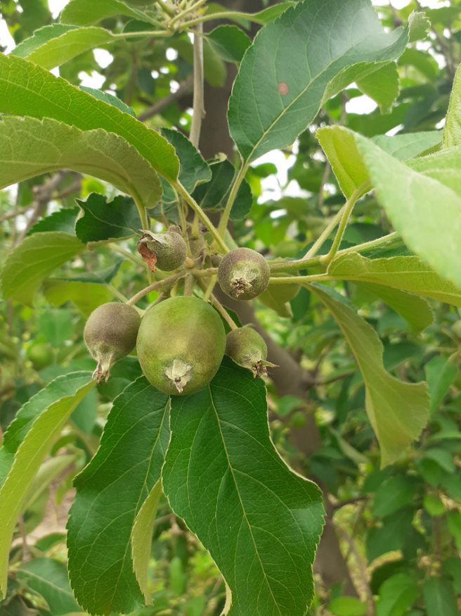 Primena bioregulatora u proredi plodova jabuke - Agro-Nika