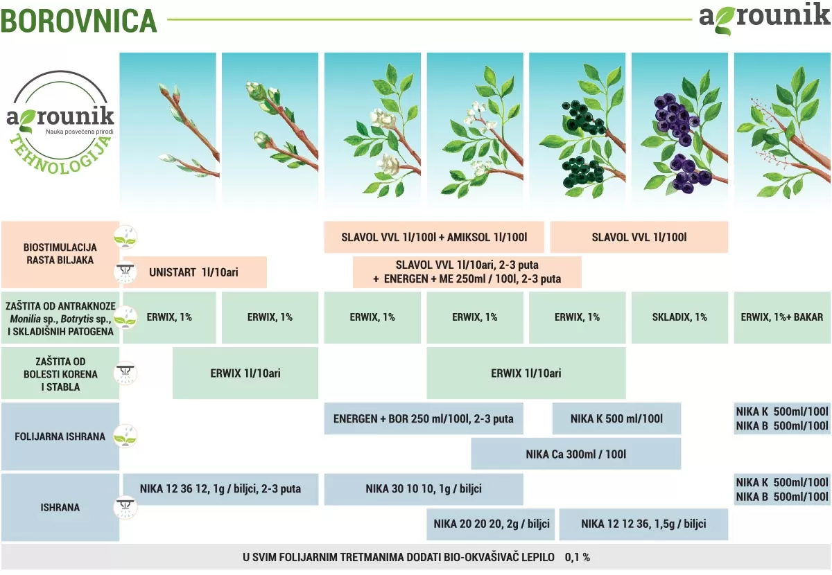 agrounik-tehnologija-borovnica-proces