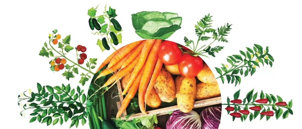 agrounik-tehnologija-povrtarstvo