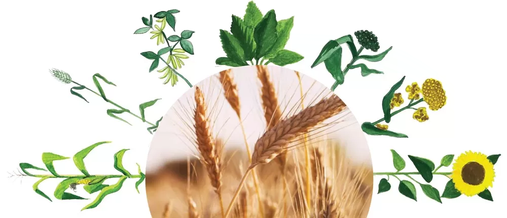 agrounik-tehnologija-psenica