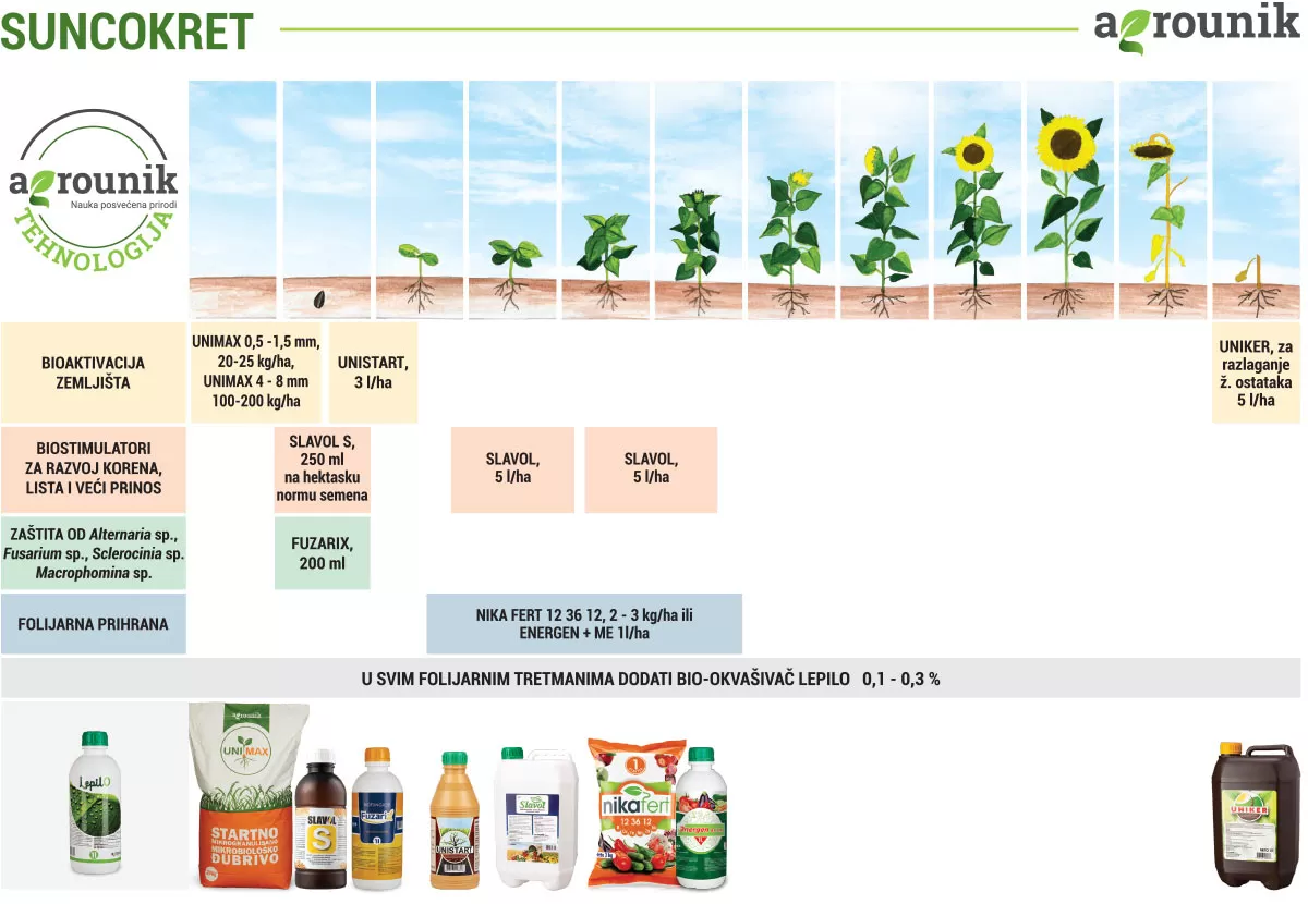 agrounik-tehnologija-suncokret-proces
