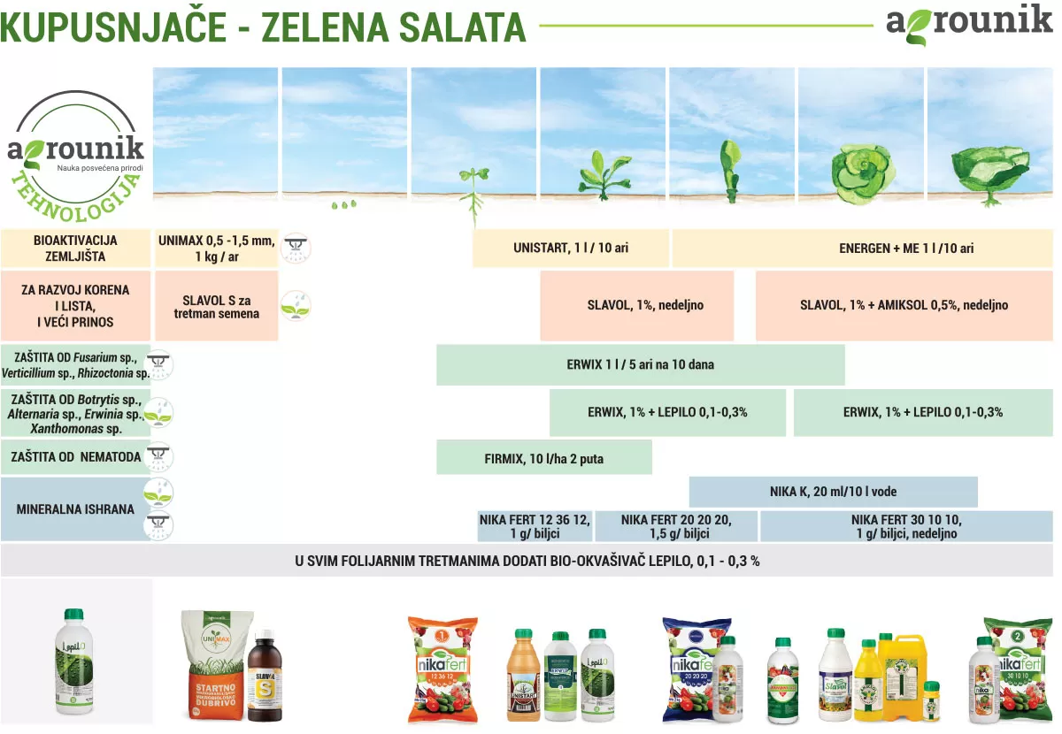 agrounik-tehnologija-zelena-salata-proces