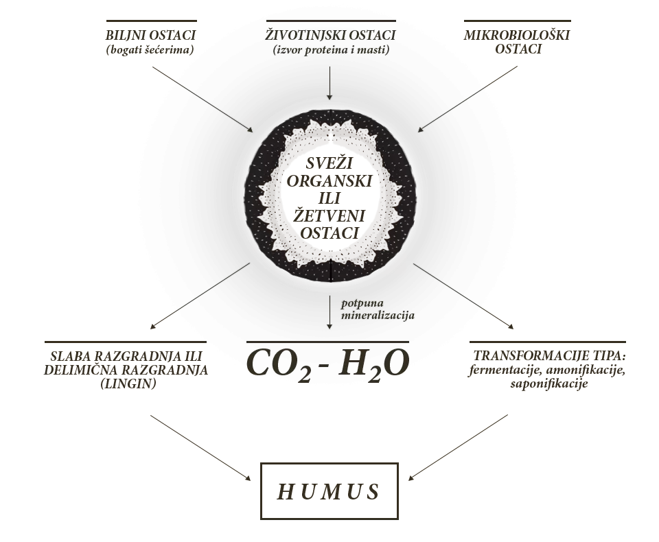 ilustracija-kruzenje