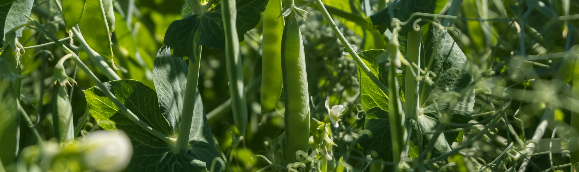 Rizol Rohstoff Rhizol za grašak - mikrobiološko gnojivo - Agro-Nika